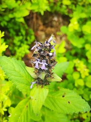 Ajuga forrestii