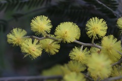 Acacia silvestris