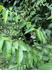 Wrightia religiosa