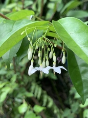 Wrightia religiosa
