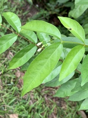 Wrightia religiosa
