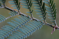 Acacia silvestris