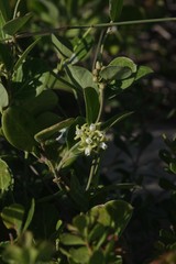 Cynanchum natalitium