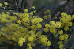 Acacia silvestris
