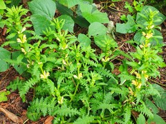 Pedicularis rex