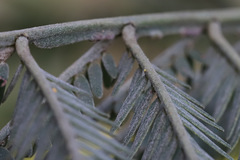 Acacia silvestris