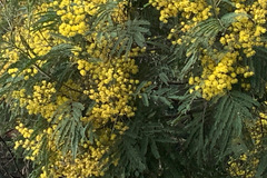 Acacia silvestris