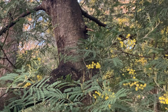 Acacia silvestris