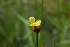 Xyris formosana