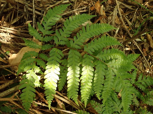 Pteris carsei Braggins & Brownsey
