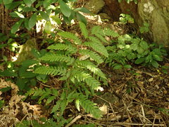 Pteris carsei