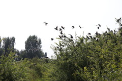 Sturnus vulgaris