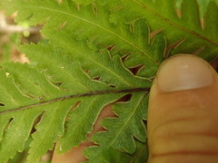 Pteris carsei
