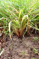 Xyris formosana