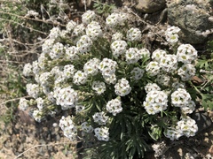 Ptilotrichum canescens