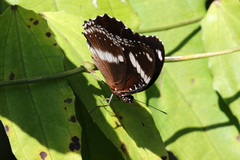 Hypolimnas bolina nerina