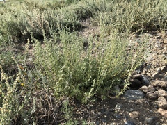 Artemisia obtusiloba