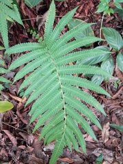 Sphaerostephanos productus