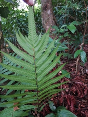 Sphaerostephanos productus