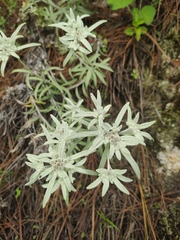 Leontopodium sinense