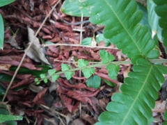 Sphaerostephanos productus