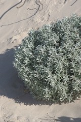 Achyranthemum argenteum