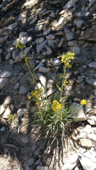 Oreocarya confertiflora