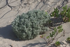 Achyranthemum argenteum