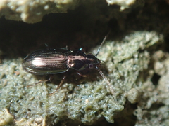 Pogonus