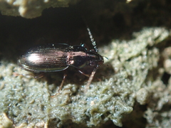 Pogonus