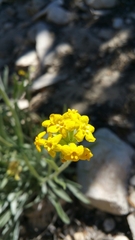 Oreocarya confertiflora