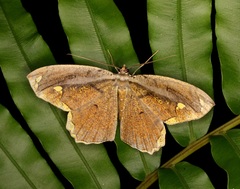 Pareumelea eugeniata