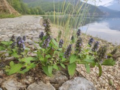 Ajuga forrestii