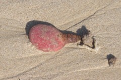 Gynandrocarpa placenta