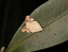 Pseudeustrotia semialba