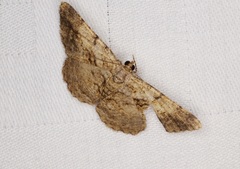 Psilalcis galsworthyi