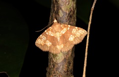 Saroba pustulifera