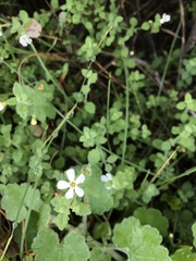 Chaenostoma hispidum