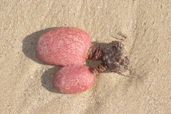 Gynandrocarpa placenta