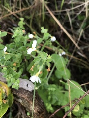 Chaenostoma hispidum