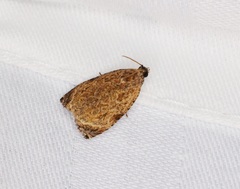 Sycacantha inopinata