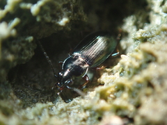 Pogonus