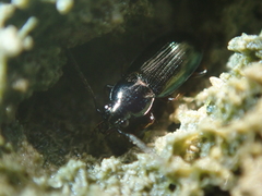 Pogonus