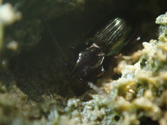 Pogonus