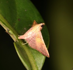 Endotricha olivacealis