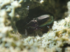 Pogonus