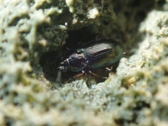 Pogonus