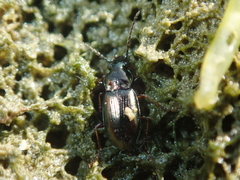 Pogonus