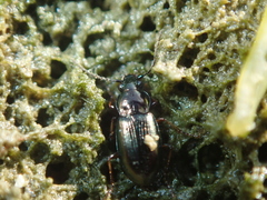 Pogonus