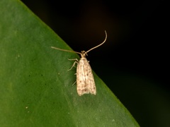 Athymoris martialis